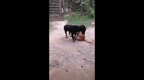 video de sexo con animales|Zoo Sex .